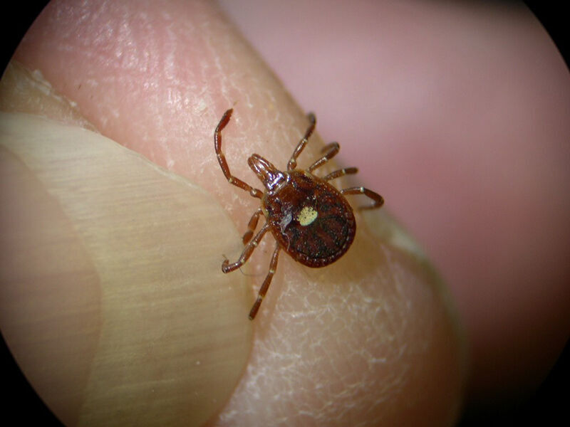tick.jpg